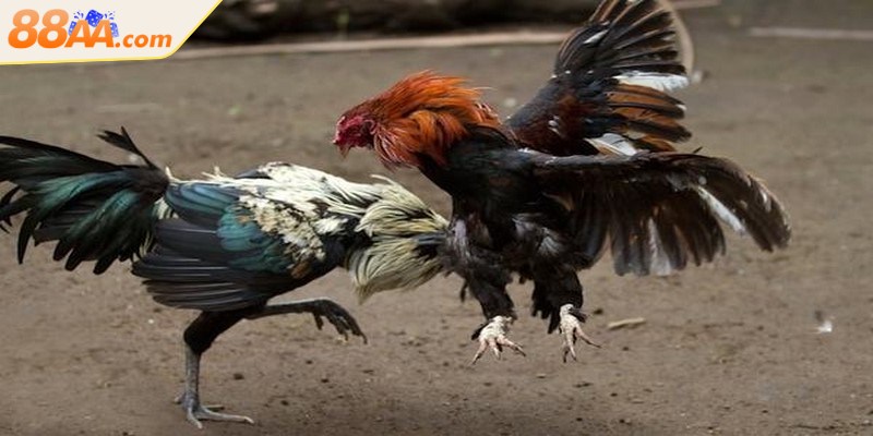 Đá gà Campuchia được diễn ra một cách bài bản, cấp phép đầy đủ