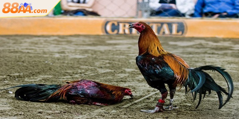 Anh em có thể lựa chọn cá cược đá gà tại nhà cái trực tuyến