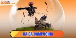 đá gà campuchia