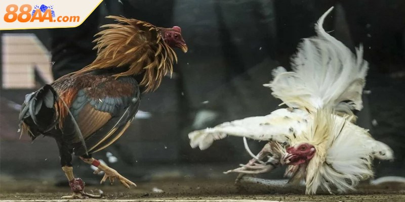 Đá gà Thomo luôn được biết đến là một trường gà danh tiếng và uy tín nhất