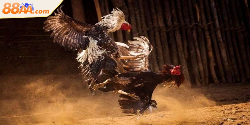 Đá gà Thomo trực tuyến mang đến nhiều ưu điểm nổi trội