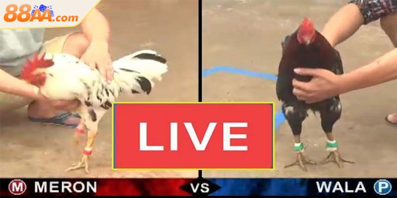 Lưu ý một số yếu tố quan trọng khi tham gia cá cược đá gà trực tuyến