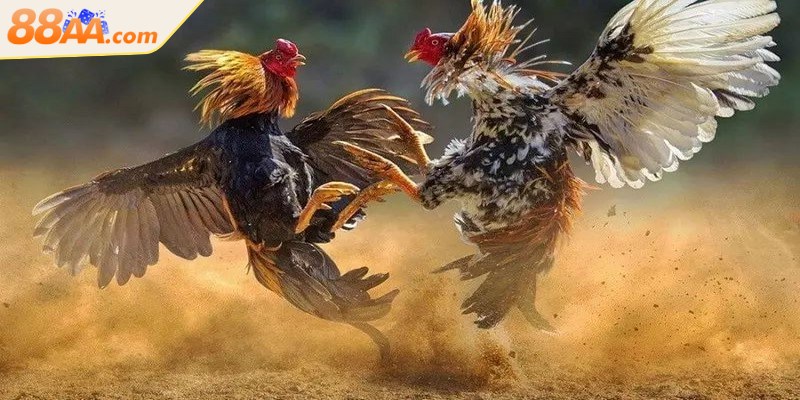 Luật đá gà miền Bắc là bộ quy định chuẩn xác trong các trận gà chọi