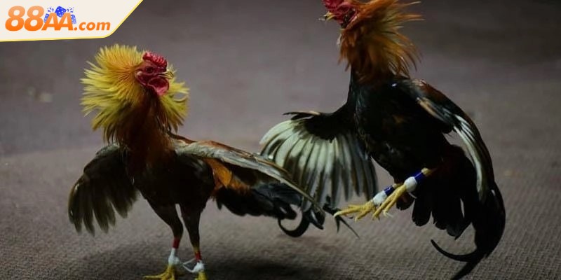 Một điểm đặc biệt trong luật là cấm dùng thuốc tăng lực, chất kích thích