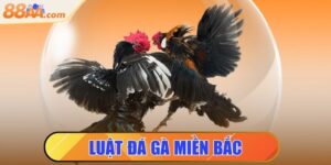 luật đá gà miền bắc